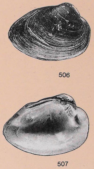 specimen image from publication